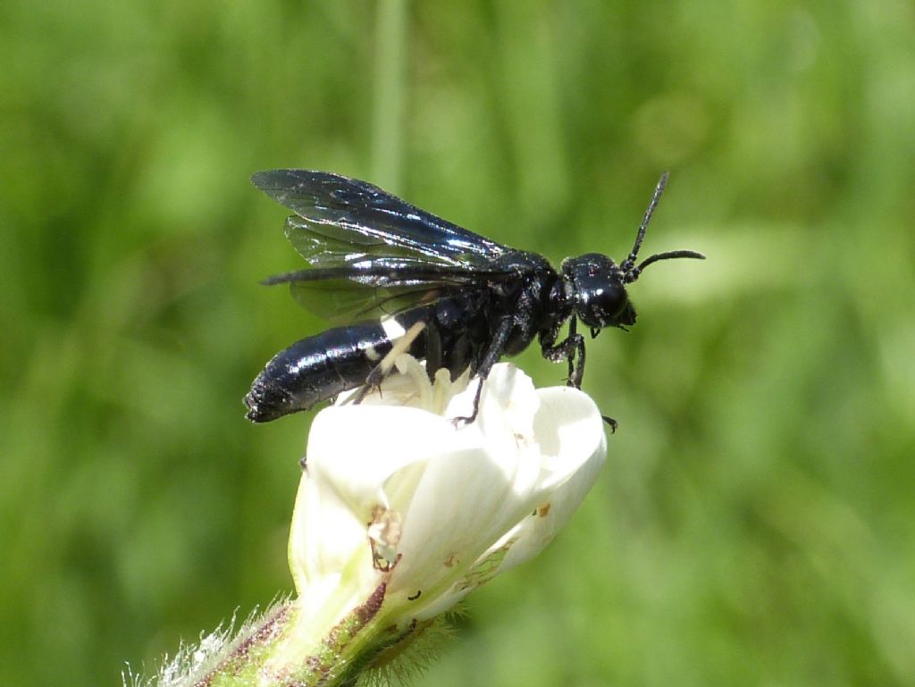 Tanthredo bifasciata?